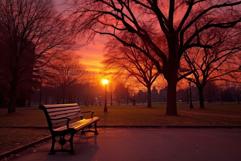 Photo of park outdoors sunset nature.