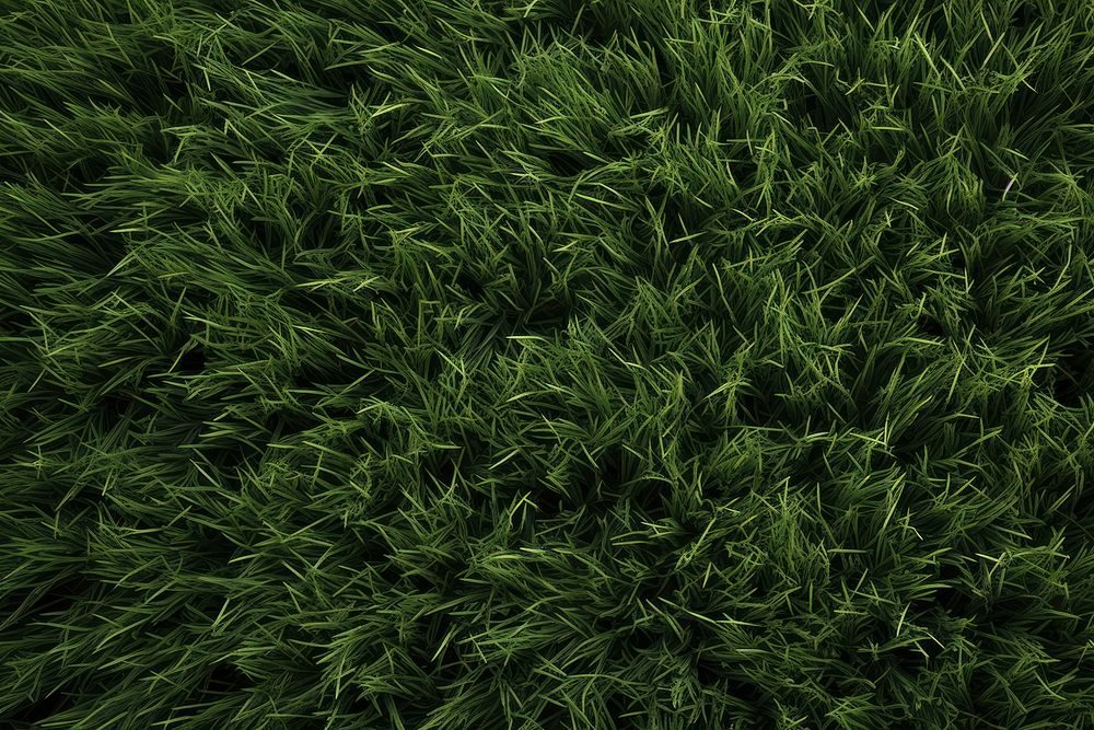 Grass background backgrounds outdoors texture.
