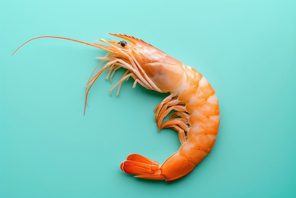 Shrimp lobster seafood animal.
