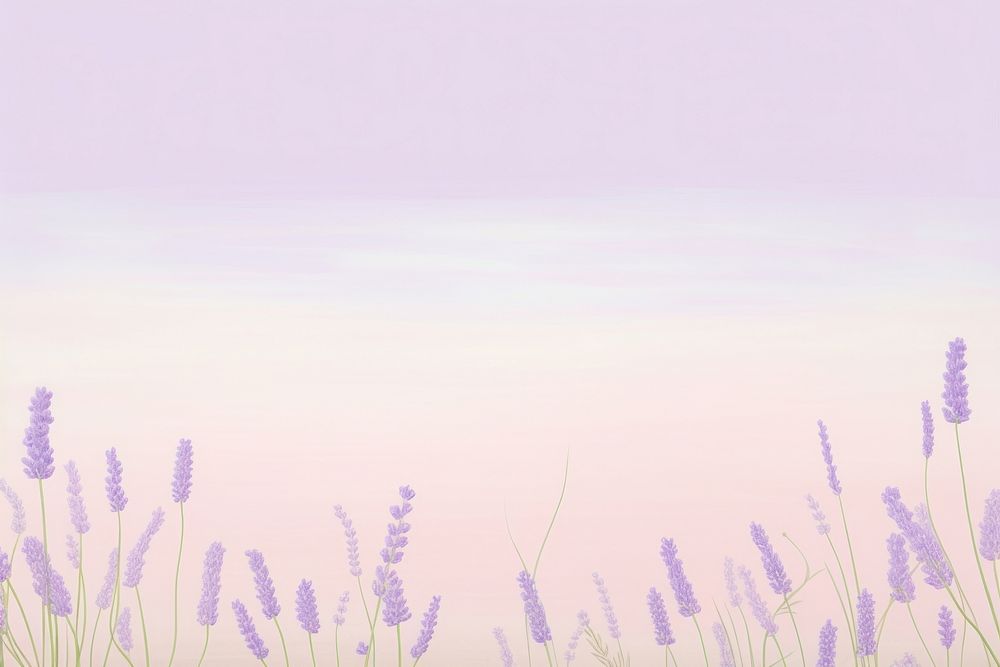 Lavender border backgrounds outdoors nature.