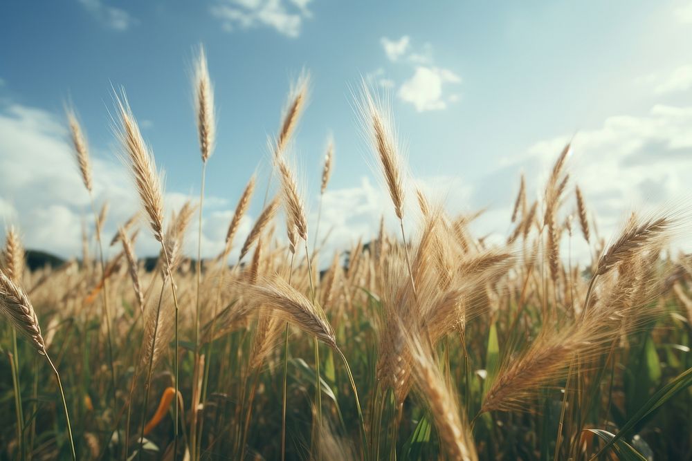 Wheat background agriculture backgrounds landscape.