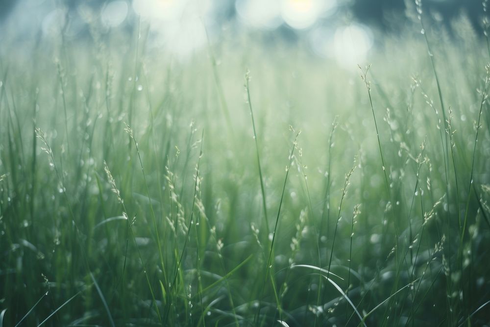 Grass background backgrounds outdoors nature.