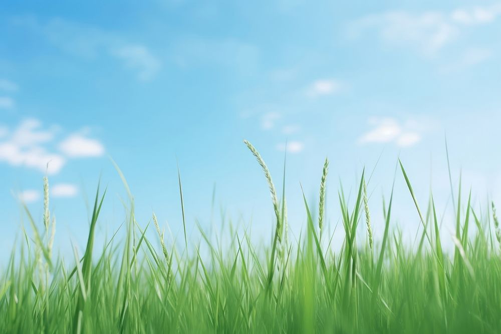 Grass lawn wallpaper sky backgrounds | Premium Photo - rawpixel