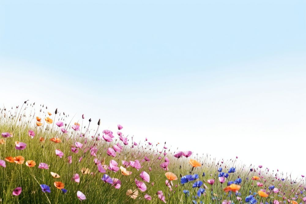 Flower grass field backgrounds.