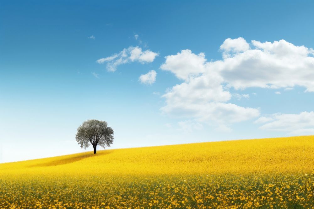 Hilly grass field with yellow blossom trees landscape outdoors horizon.
