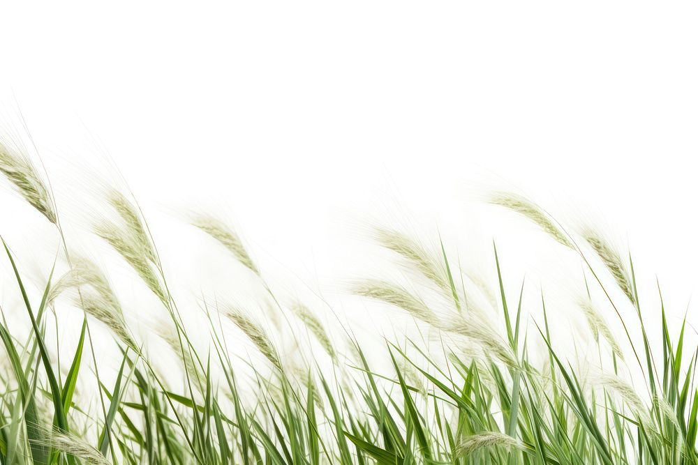 Wild grass backgrounds outdoors plant.