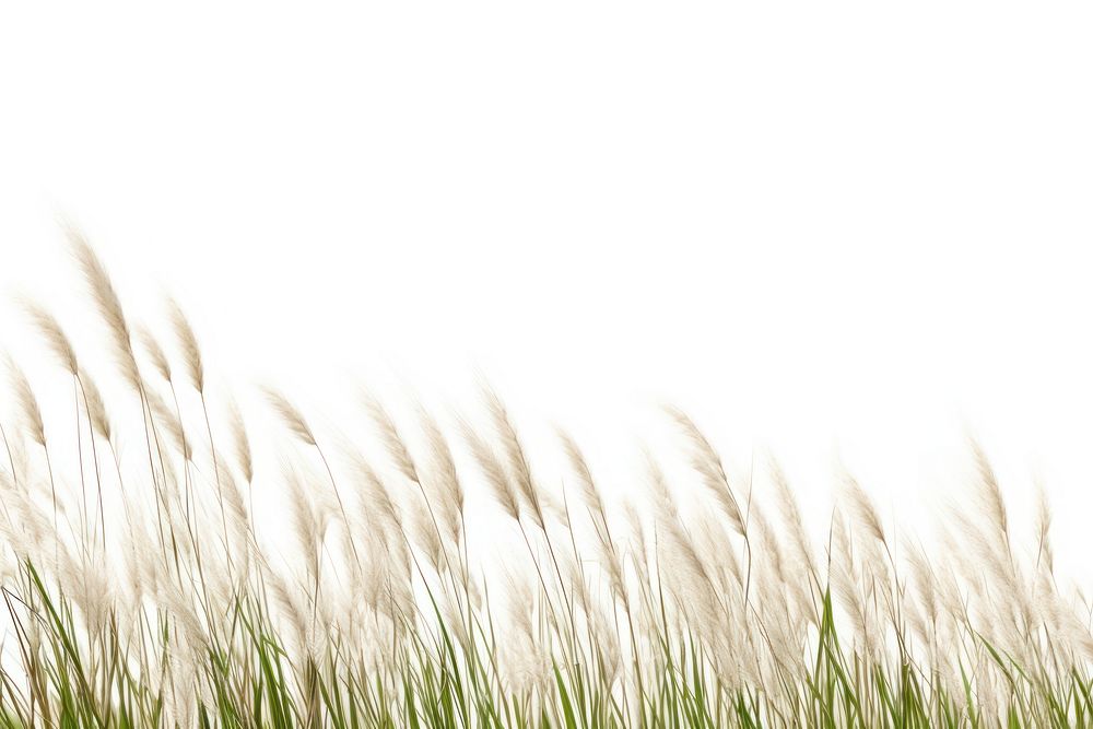 Wild grass backgrounds plant white background.