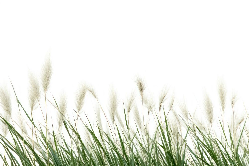 Wild grass backgrounds plant white background.