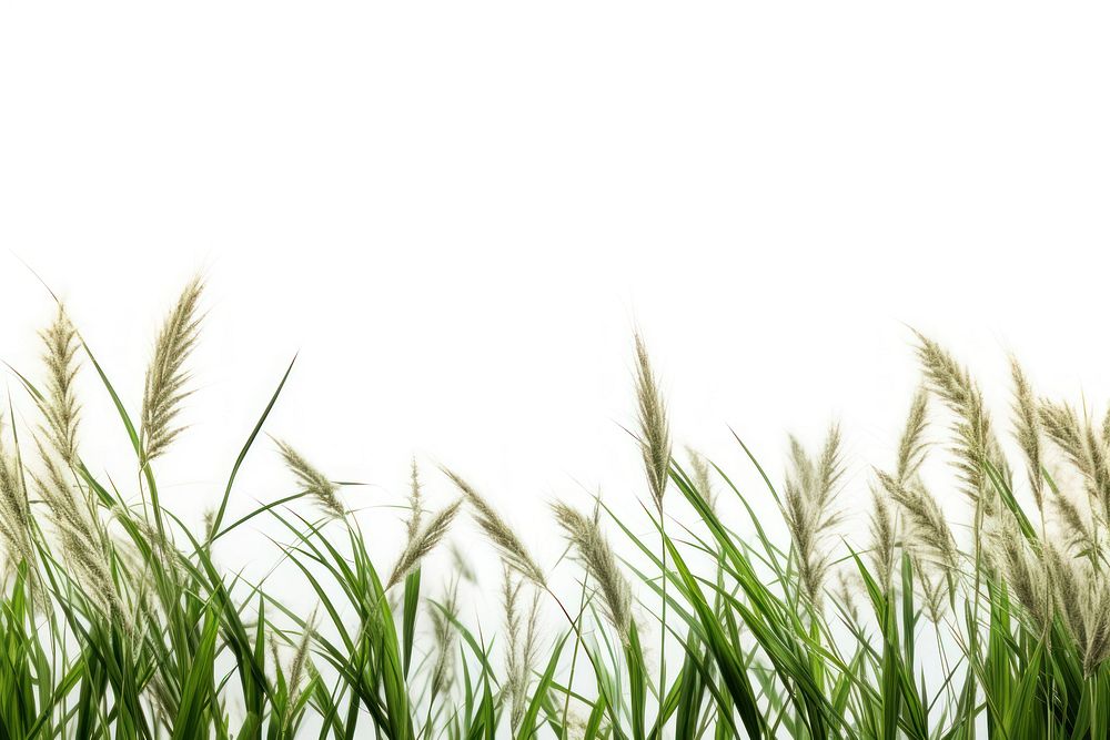 Wild grass backgrounds outdoors plant.