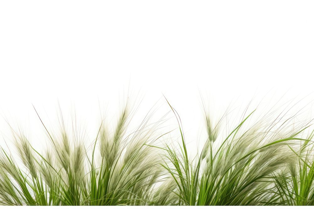 Wild grass backgrounds plant green.