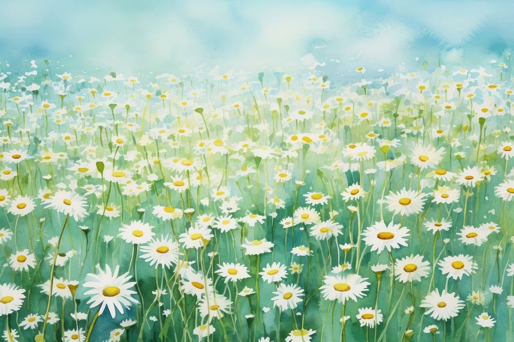Daisy field backgrounds outdoors blossom.