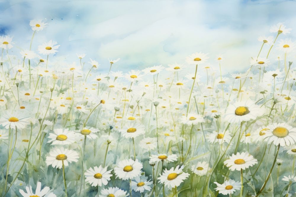 Daisy field backgrounds outdoors blossom.