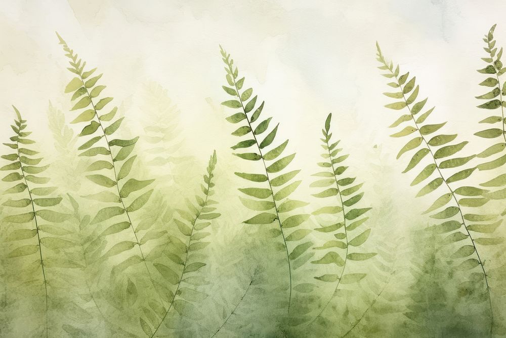 Fern backgrounds outdoors plant.