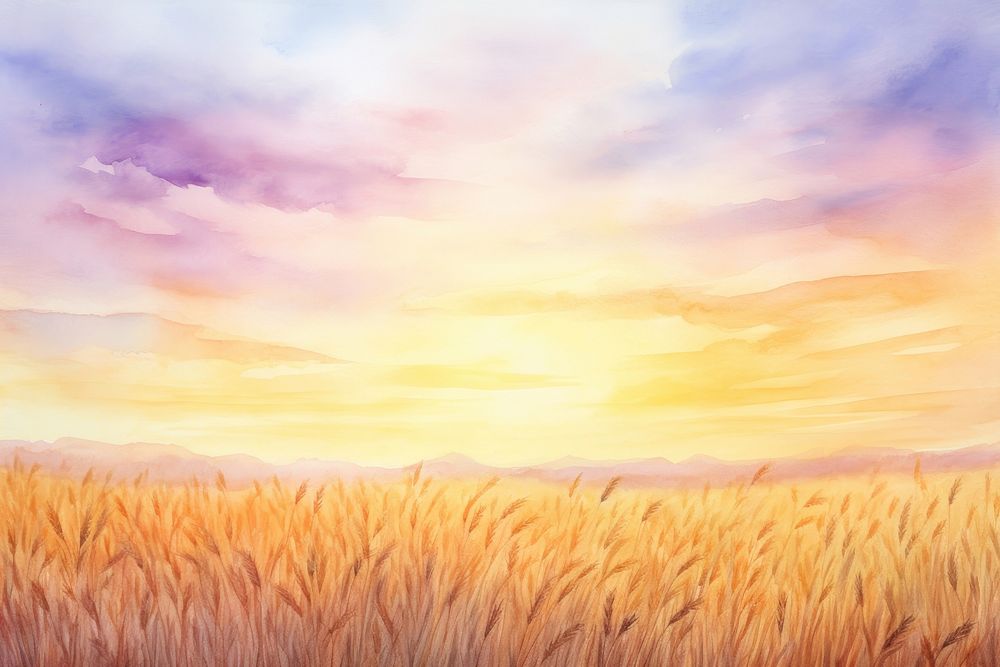 Sunset sky barley fields backgrounds landscape outdoors.
