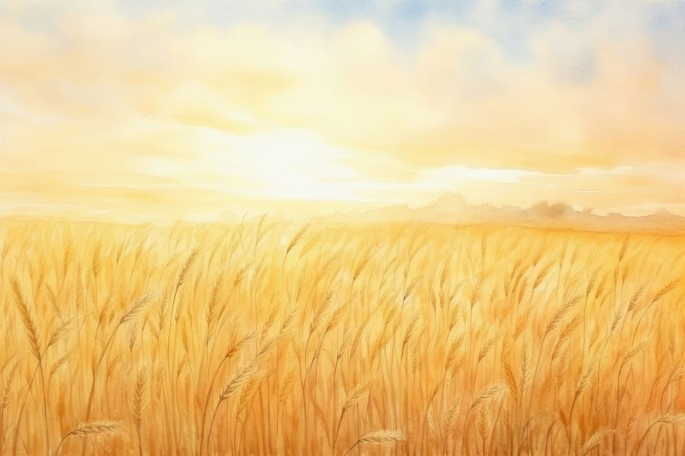 Sunset sky wheat fields agriculture backgrounds landscape.
