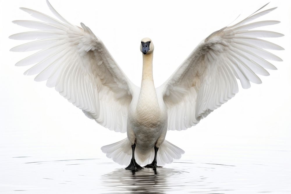 Trumpeter swan animal white bird.