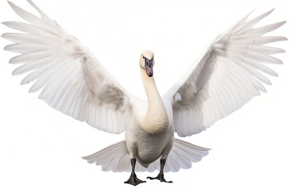 Trumpeter swan animal flying goose.