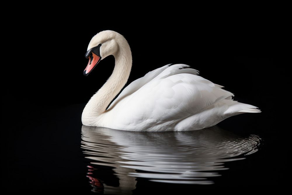 Swan animal bird anseriformes.