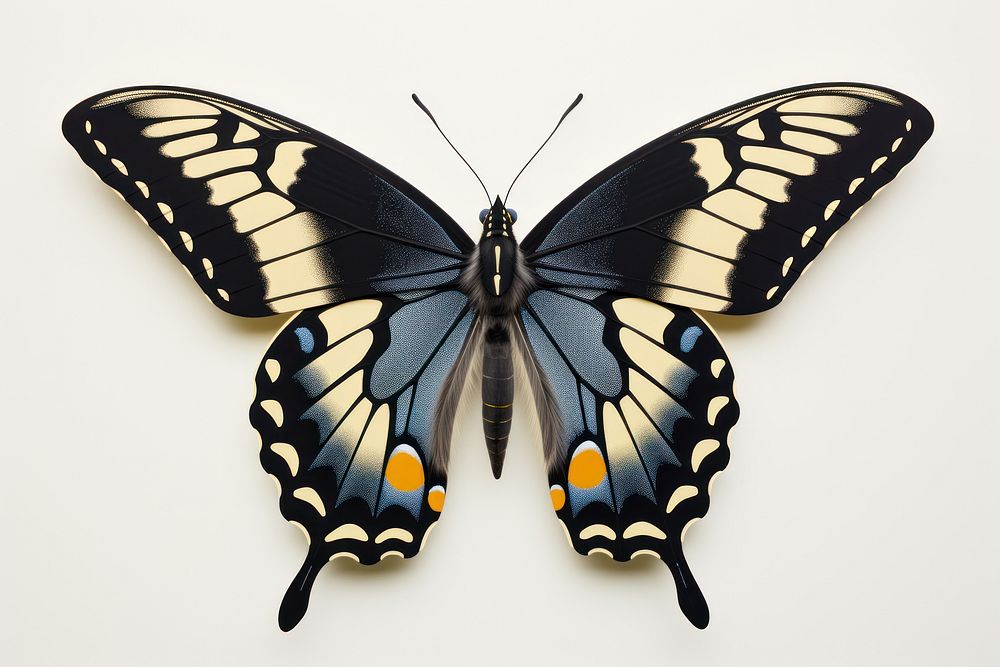 Black Swallowtail Butterfly butterfly animal insect.
