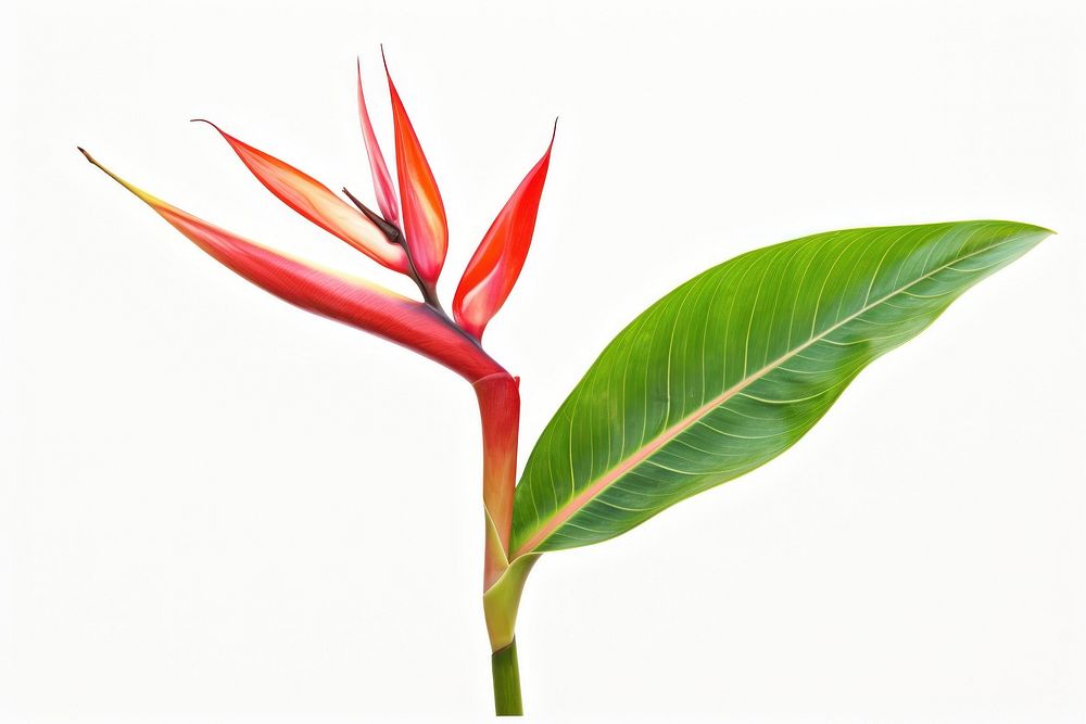Heliconia bihai flower with leaf heliconia plant petal.