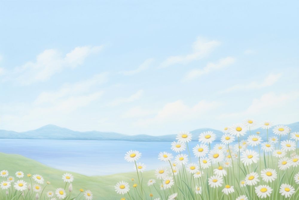 Chamomile backgrounds landscape outdoors.