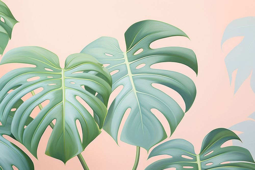 Monstera backgrounds plant green.