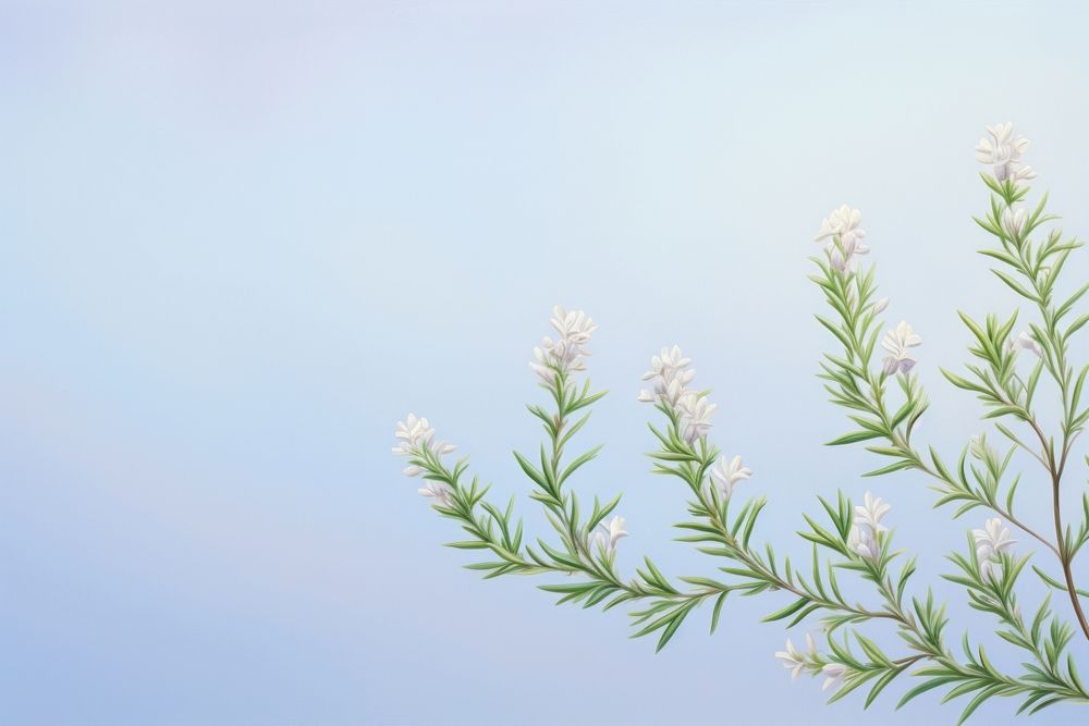 PNG Rosemary border backgrounds rosemary outdoors.