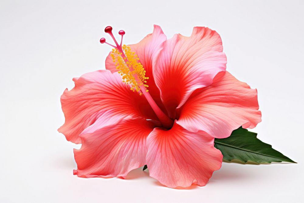 Tropical flower hibiscus blossom plant.