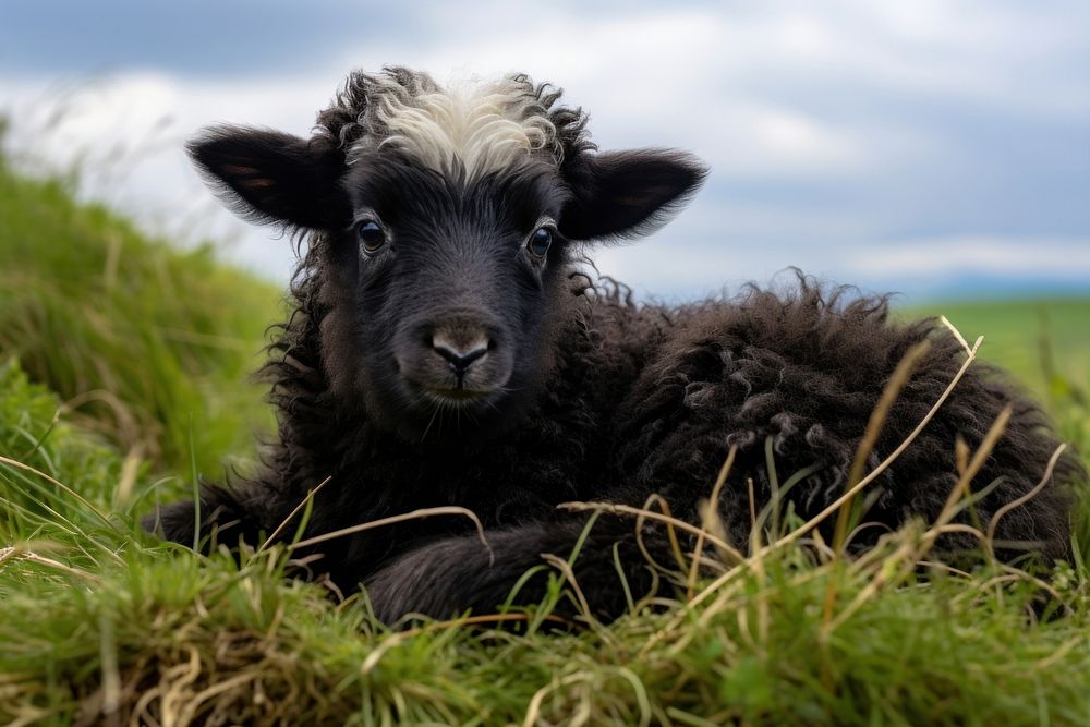 Young Shetland sheep lying livestock outdoors mammal.