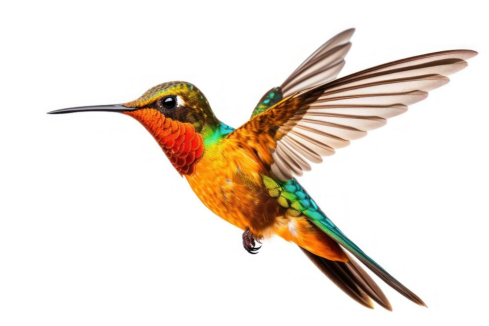 Humming bird hummingbird wildlife animal.