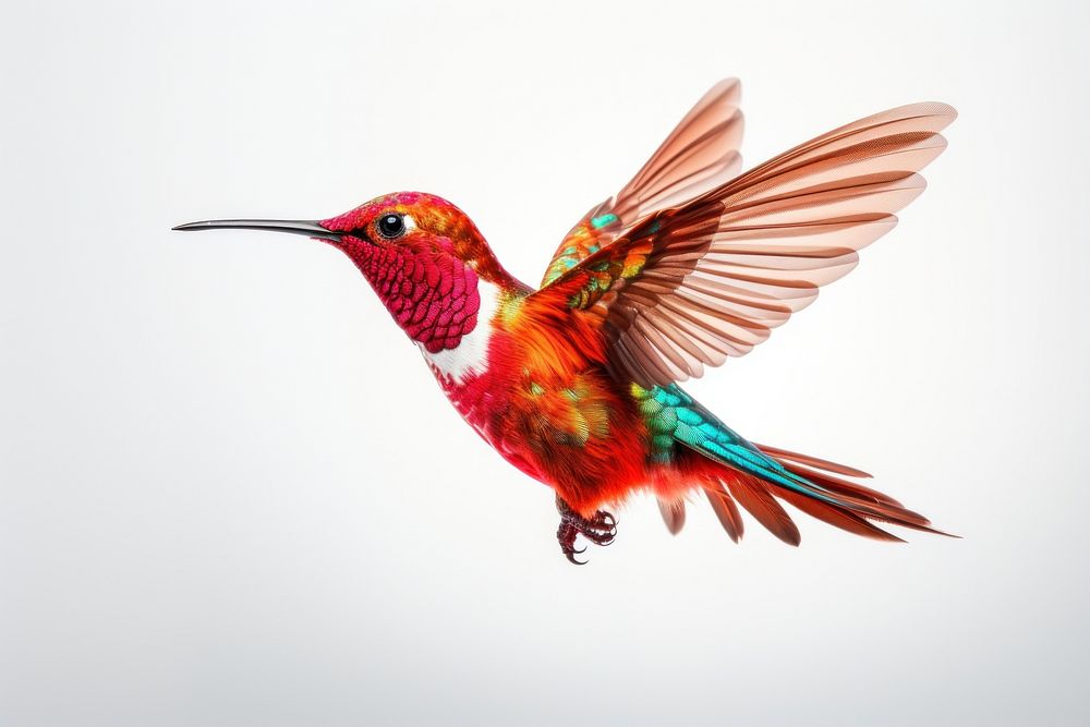 Hummingbird PNG Images  Free Photos, PNG Stickers, Wallpapers &  Backgrounds - rawpixel