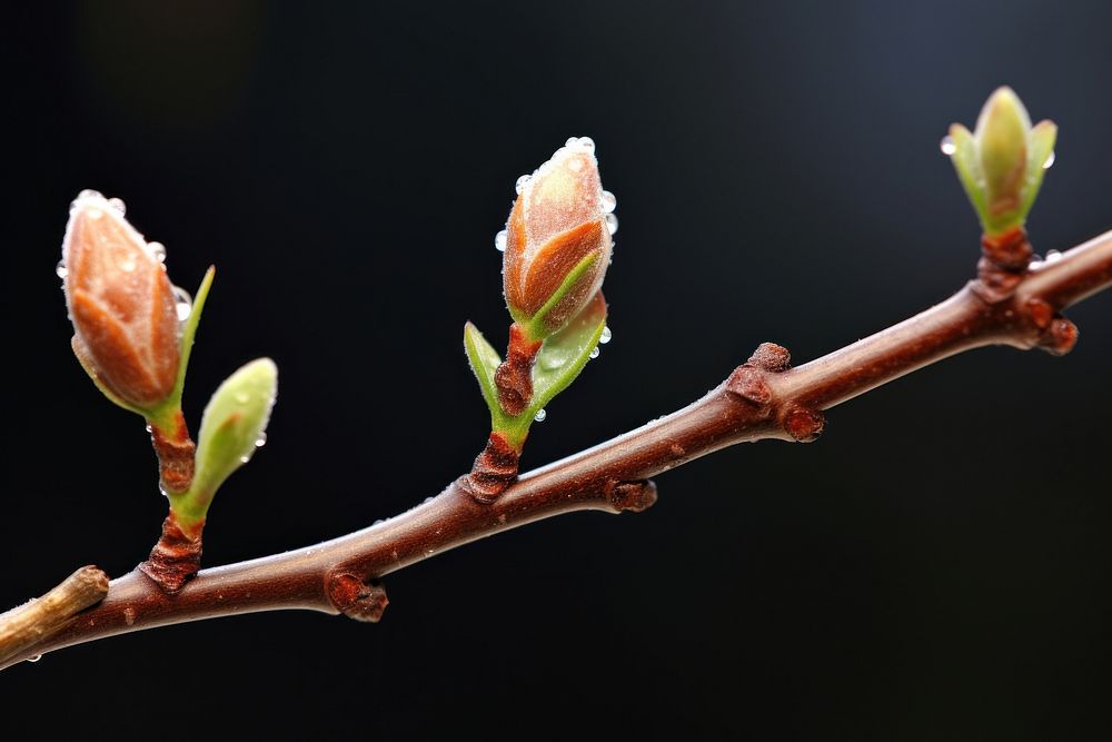 Close-up of bud growing outdoors blossom branch.
