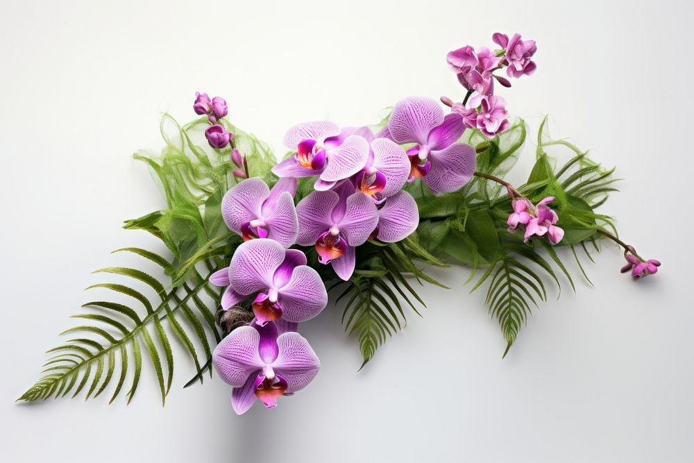Fern and Vanda orchids flower plant inflorescence.