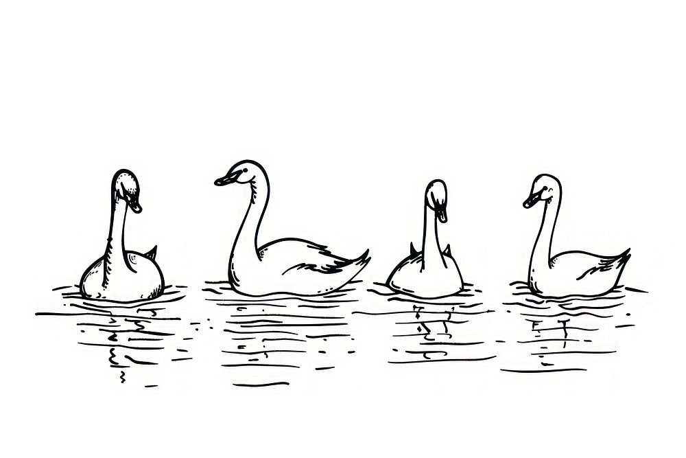 Divider doodle of swan animal white bird.