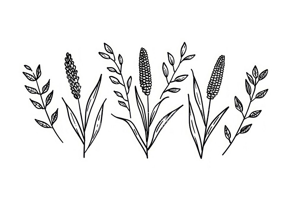 Divider doodle of corn drawing sketch plant.