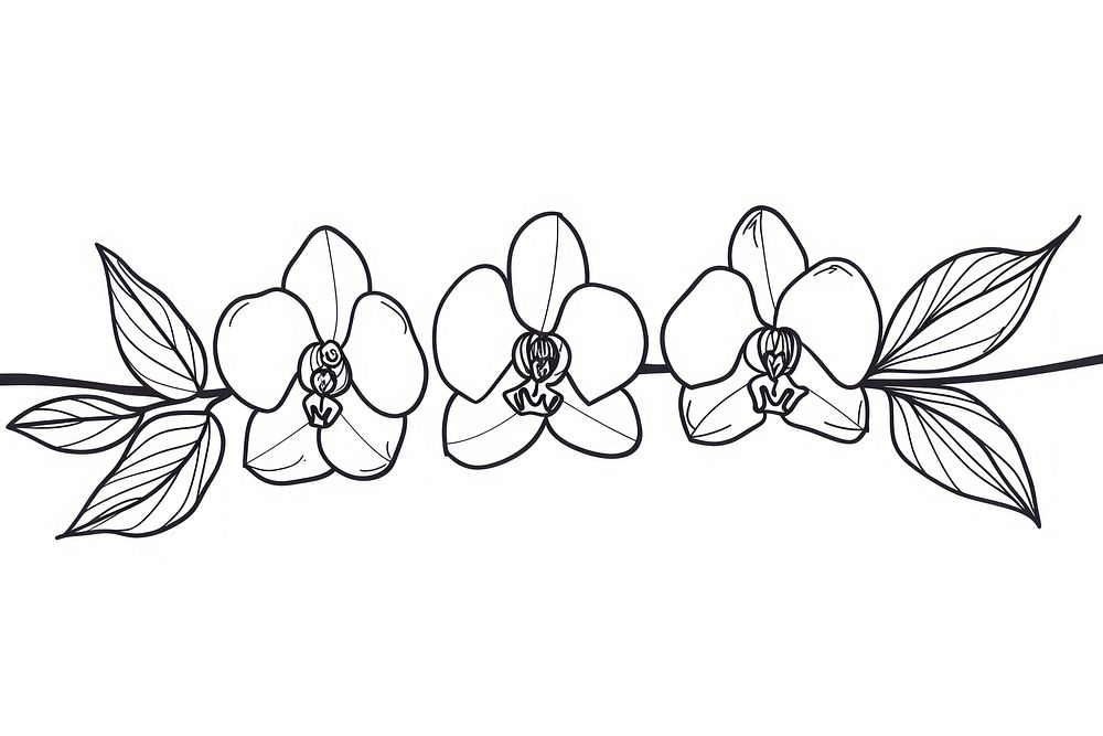 Divider doodle of orchid pattern drawing sketch.