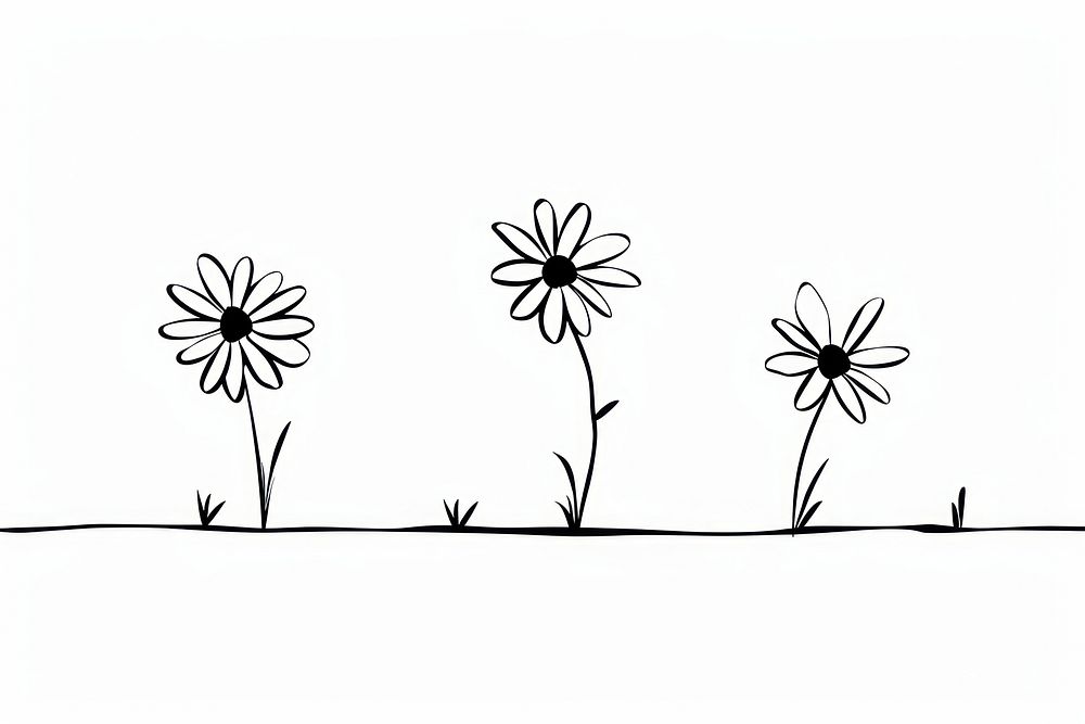 Divider doodle of daisy drawing flower sketch.