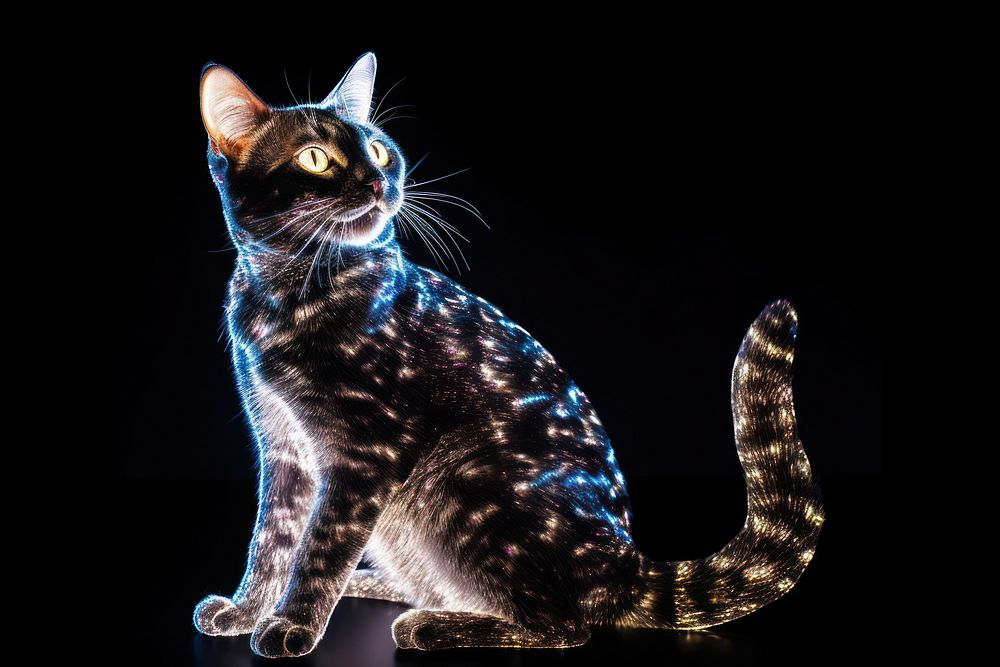Full body cat animal mammal light.