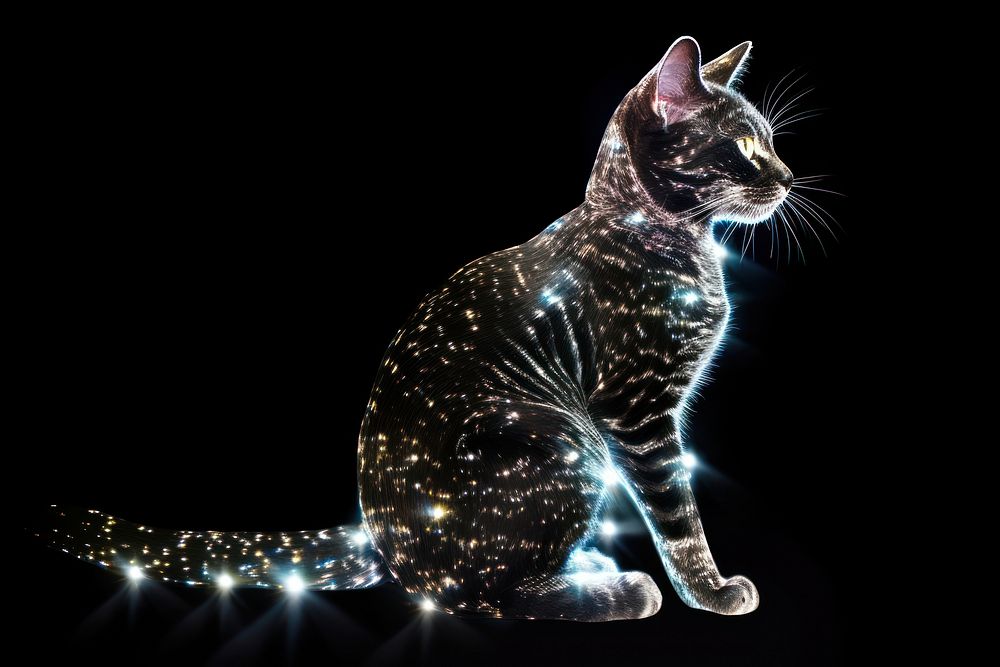 Full body cat animal mammal light.