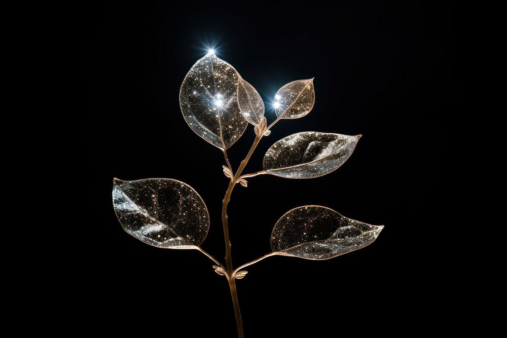 PNG Plant light nature leaf.