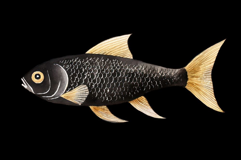 Black color fish animal pomacanthidae wildlife.