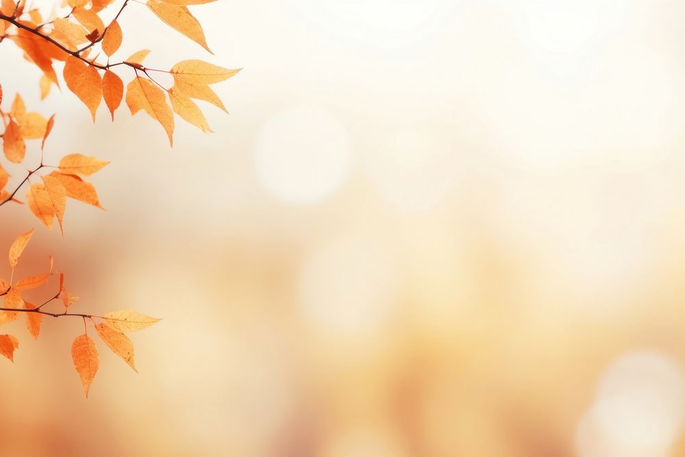Abstract background autumn backgrounds sunlight.