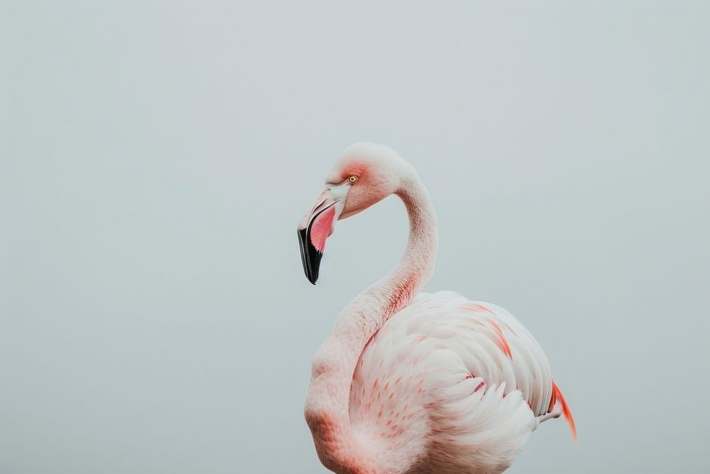 Photo of a flamingo closeup animal bird beak.