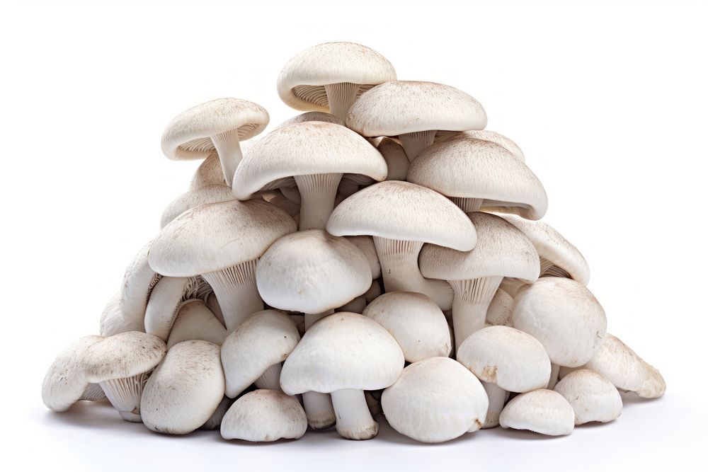 Pile white mushrooms fungus white background agaricaceae.