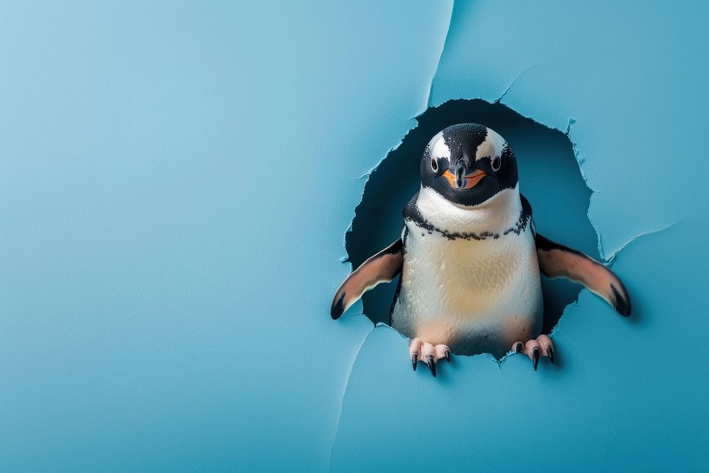 Happy penguin peeking out animal portrait bird.