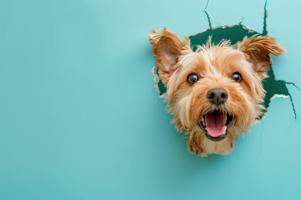 Smiling dog peeking out animal portrait terrier.