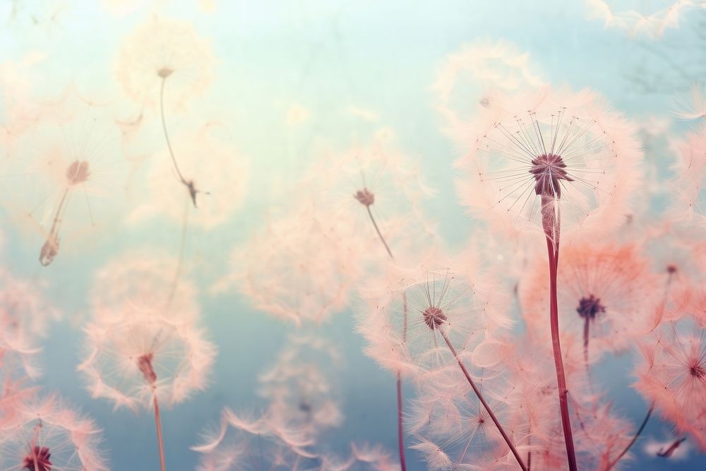Background soft pink and blue hues Soft vintage dandelion painting backgrounds.