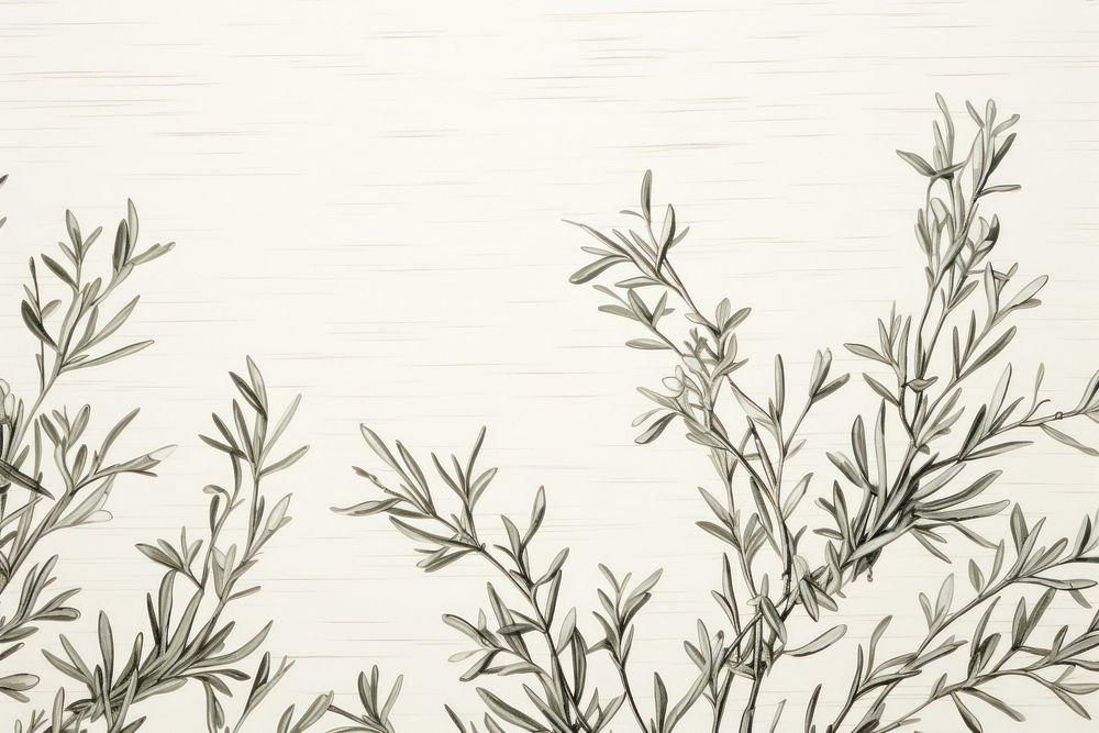 Line art of rosemary backgrounds drawing sketch.