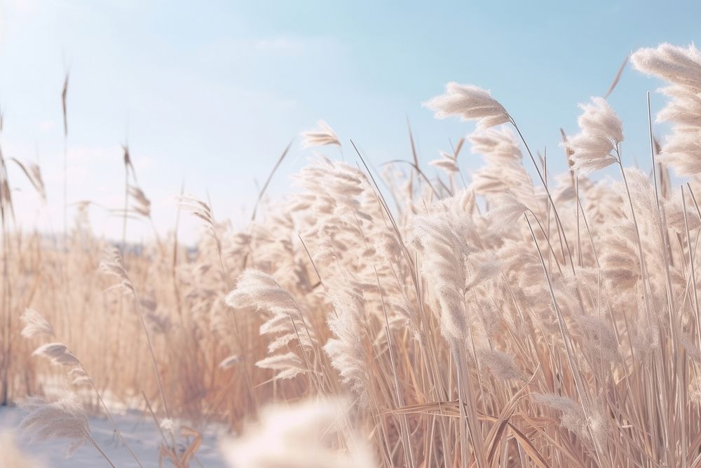 Tall dried sky outdoors nature.