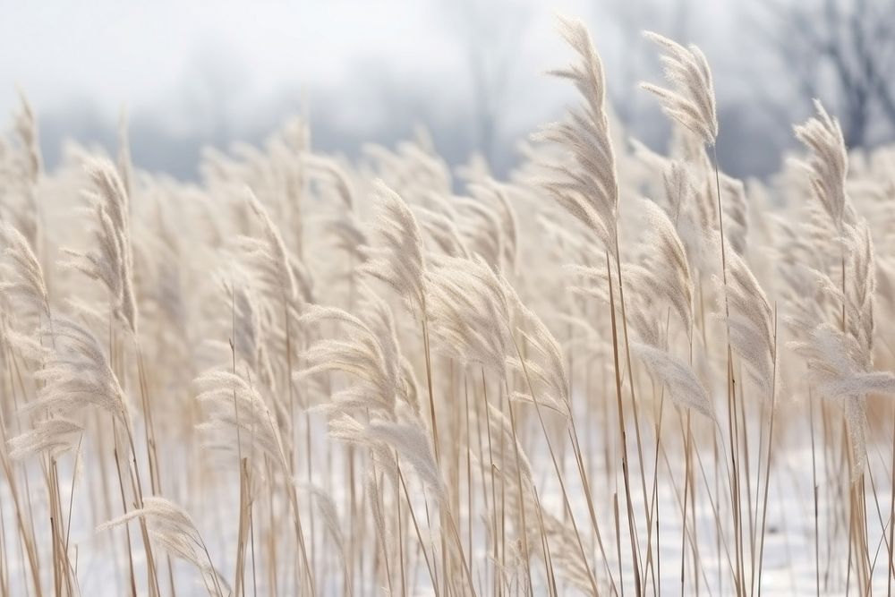 Tall dried grass backgrounds outdoors.